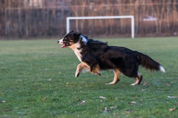 Bild 20 - Hundeshooting